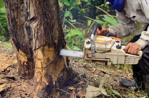 Tree Care Enterprises-Lake Geneva for Complete Tree Care Solutions