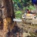 Tree Care Enterprises-Lake Geneva for Complete Tree Care Solutions
