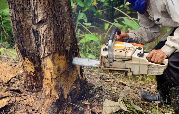 Tree Care Enterprises-Lake Geneva for Complete Tree Care Solutions