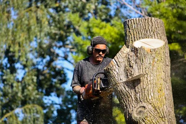 Complete Outdoor Maintenance from Sindt Tree Service of Auburn