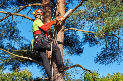 Expert Tree Solutions by tree surgeon Heald Green for Every Season