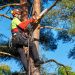 Expert Tree Solutions by tree surgeon Heald Green for Every Season