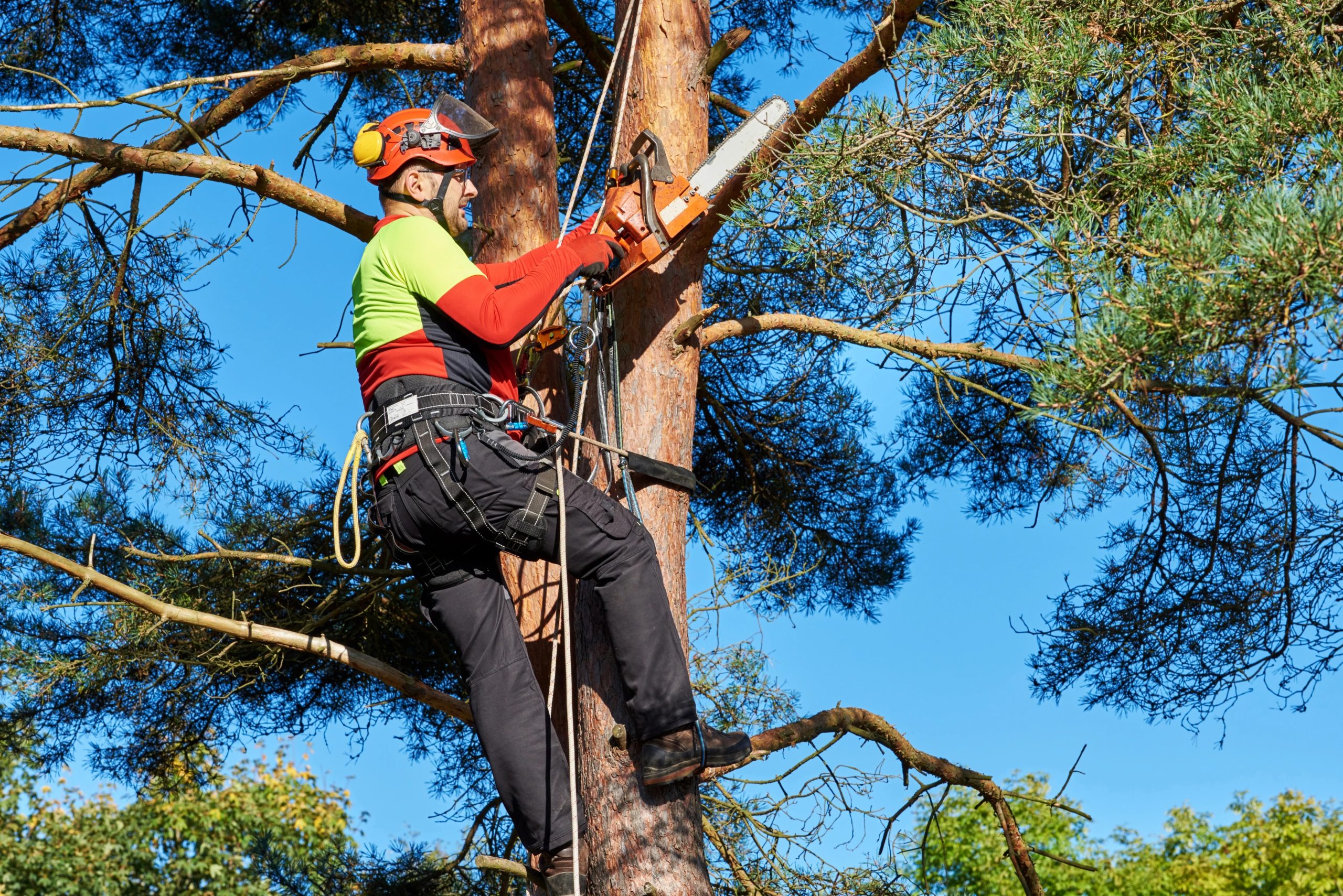 Expert Tree Solutions by tree surgeon Heald Green for Every Season