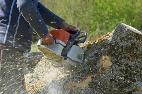 Reliable Tree Service Auburn with Fast Response Times