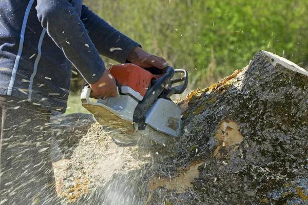 Reliable Tree Service Auburn with Fast Response Times