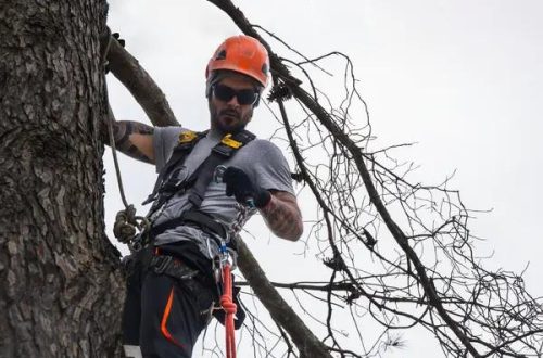 Affordable The Tree Guys Services in Jackson MI for Residential & Commercial Properties