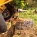 Wiese Tree Service LLC Mobile Tree Removal Experts