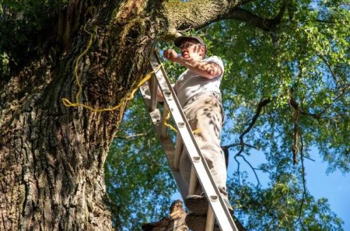 Reliable Tree Removal Company Near Me for Safe Tree Removal