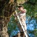 Reliable Tree Removal Company Near Me for Safe Tree Removal